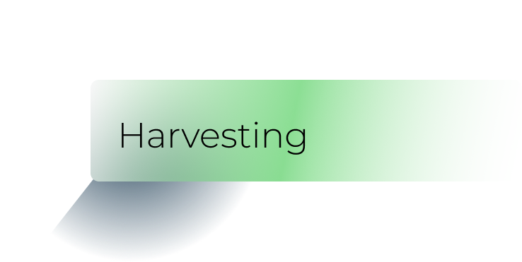 harvesting