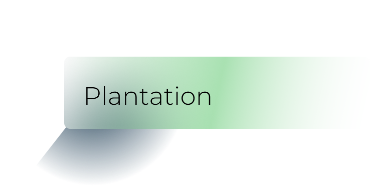 plantation