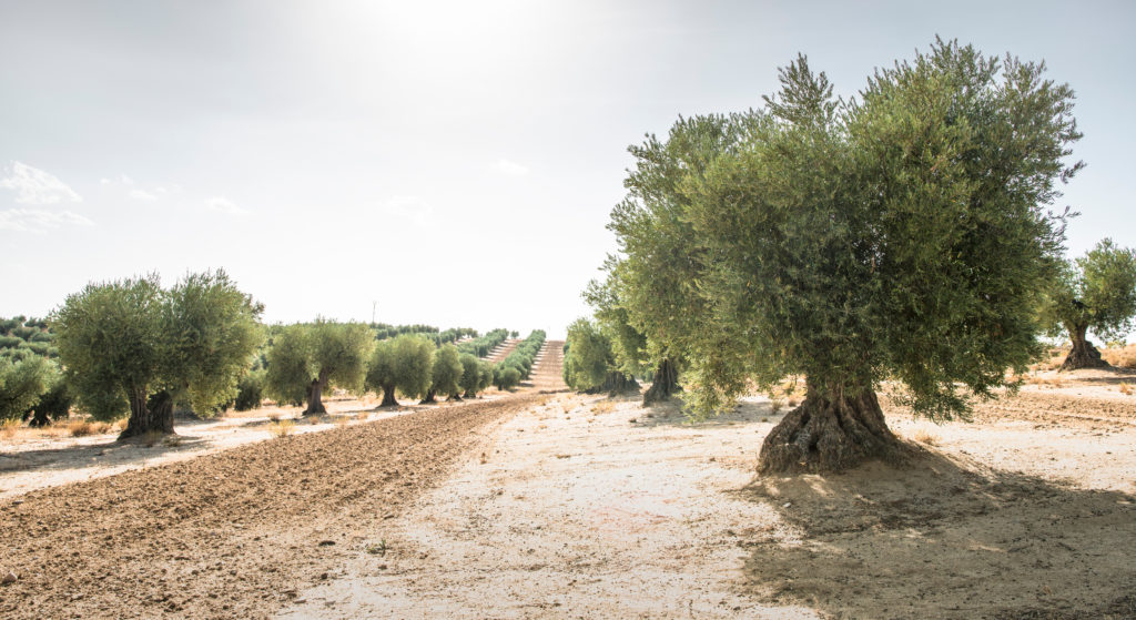 Olive Trees